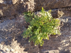 Asplenium ruta-muraria