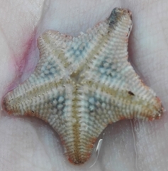 Asterina gibbosa