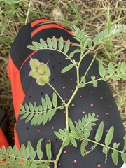 Astragalus cicer