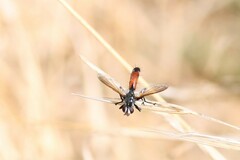 Cylindromyia intermedia