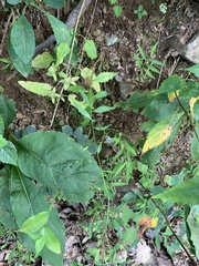 Campanula divaricata
