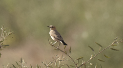Oenanthe isabellina