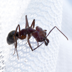 Odontomachus desertorum