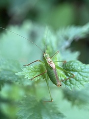 Leptophyes punctatissima