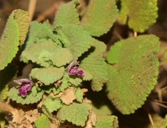 Pseudodictamnus hirsutus