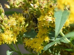 Cerceris rybyensis