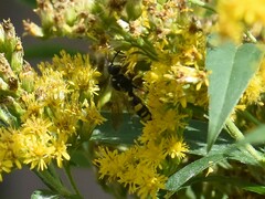 Cerceris rybyensis