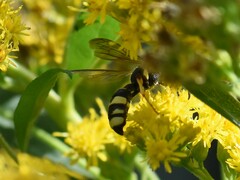 Cerceris rybyensis