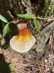 Ganoderma lucidum