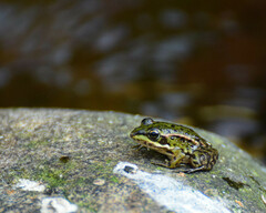 Pelophylax perezi