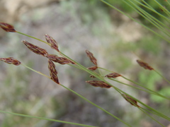 Bulbostylis capillaris