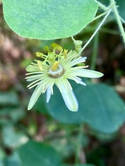 Passiflora lutea