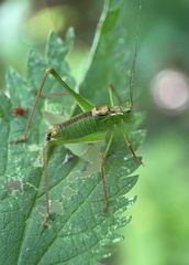 Leptophyes punctatissima