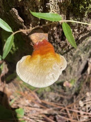 Ganoderma lucidum