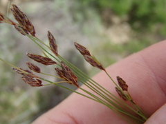 Bulbostylis capillaris