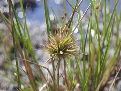 Juncus canadensis