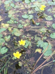 Nymphoides peltata