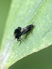 Phorinae