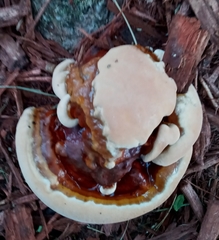 Ganoderma