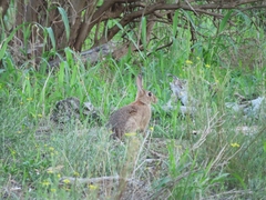 Leporidae