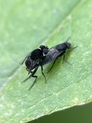 Phorinae