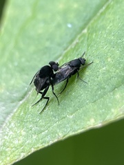 Phorinae