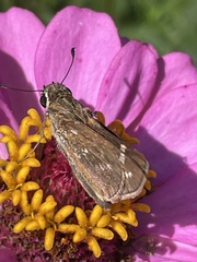 Atalopedes campestris