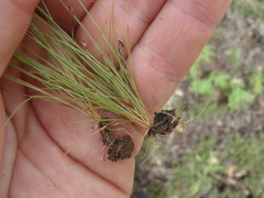 Bulbostylis capillaris