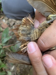 Xiphorhynchus guttatus