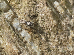 Salticus