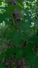 Acer floridanum