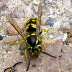Vespula pensylvanica