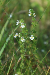 Euphrasia stricta