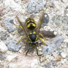 Vespula pensylvanica