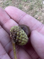 Quercus bicolor