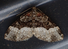 Euphyia intermediata