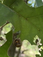 Amphibolips quercusostensackenii