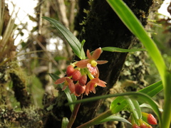 Epidendrum oxysepalum