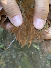 Xiphorhynchus guttatus