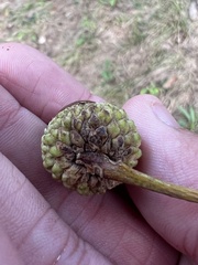 Quercus bicolor