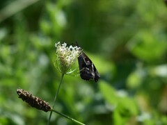 Libytheana carinenta