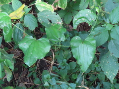 Smilax tamnoides
