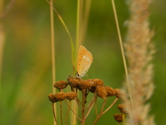 Lycaena virgaureae