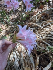 Amaryllis belladonna