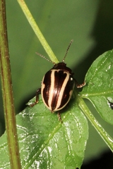 Chrysomelinae