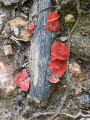 Sarcoscypha occidentalis