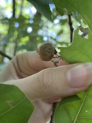 Amphibolips quercusostensackenii
