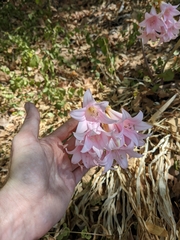 Amaryllis belladonna