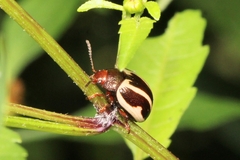 Chrysomelinae