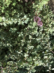 Origanum vulgare